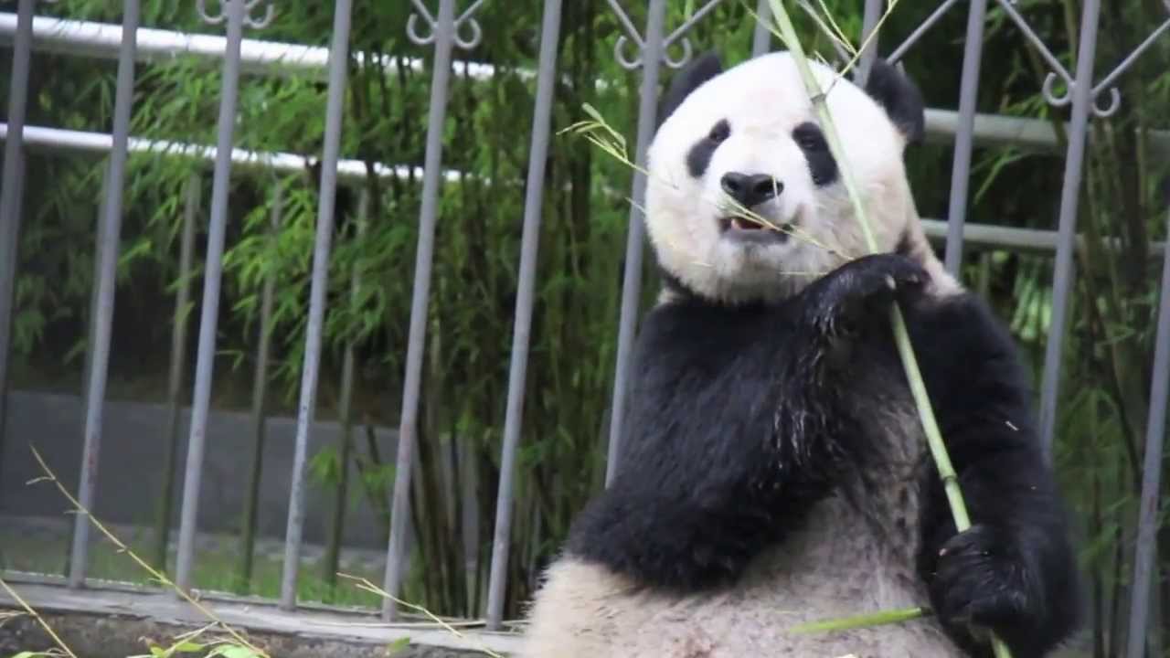 Pandas at the Wolong National Nature Reserve