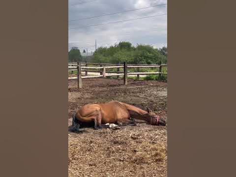 Грязный конь=счастливый конь - YouTube