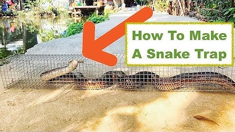 SIMPLE, CHEAP and EFFECTIVE SNAKE TRAP (VIetnam) Bẫy bắt rắn ĐƠN GIẢN mà HIỆU QUẢ-Phụ Đề Tiếng Việt