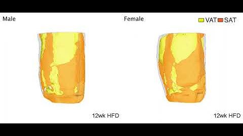 Subcutaneous Fat Emerges as a Protector of Females’ Brains
