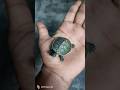 🐢 ये कछुआ सबकी सोच बदल देगा! This turtle will change everyone’s thinking! #facts #pets #turtle