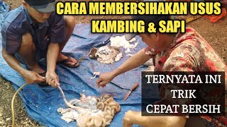 TIPS CARA CEPAT MEMBERSIHKAN USUS SAPI / KAMBING DENGAN CEPAT