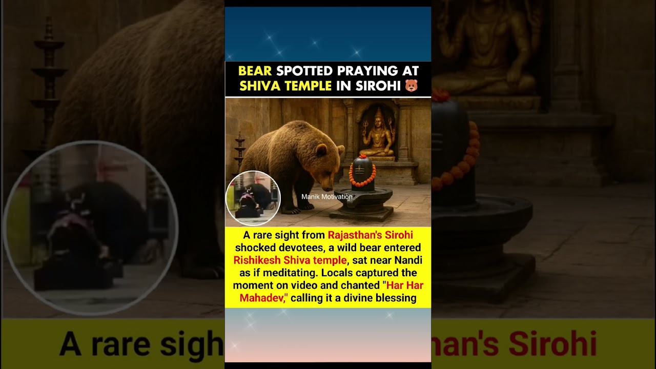 BEAR SPOTTED PRAYING AT SHIVA TEMPLE IN SIROHI 