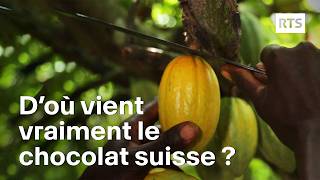 Chocolat suisse, un dilemme entre dégustation et déforestation ? | RTS