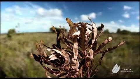 Disease that kills – Phytophthora Dieback