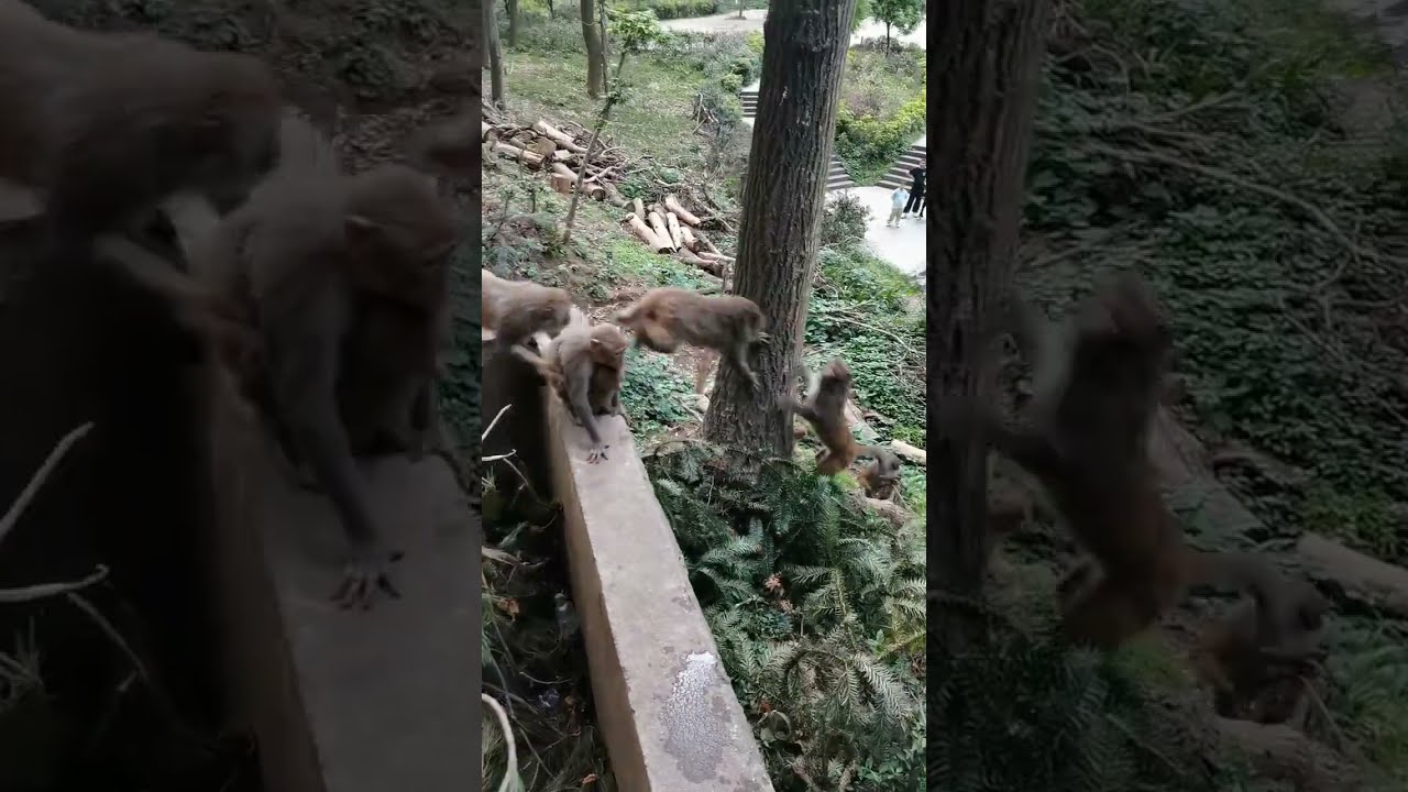 Who Is Coming So Scared Monkey Animal World