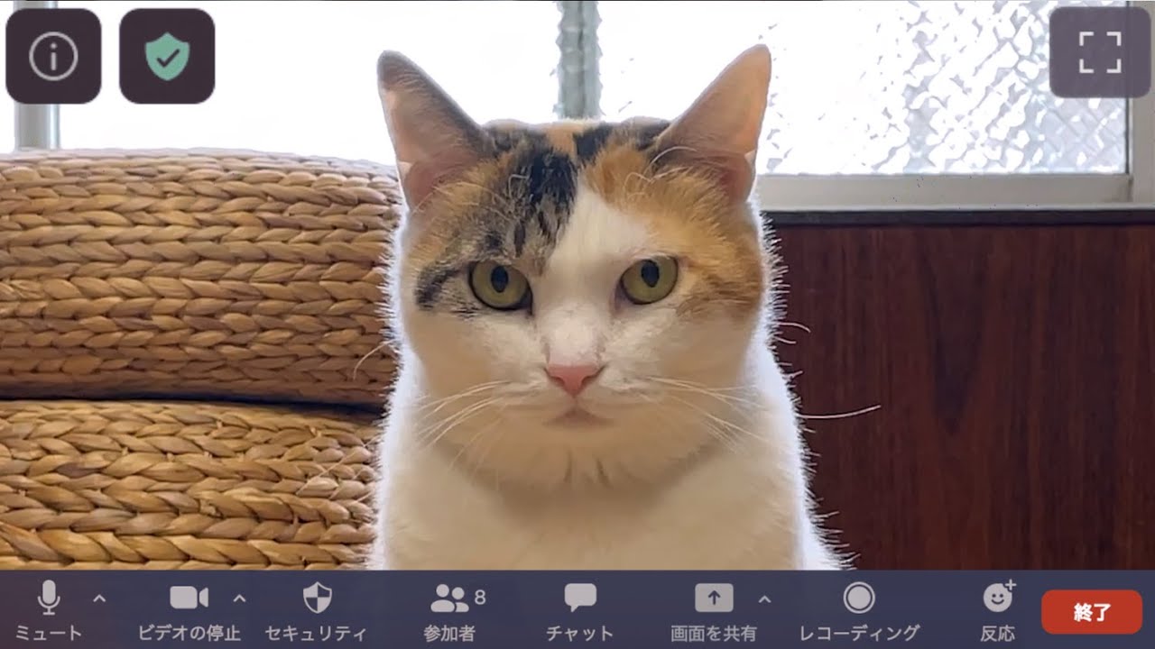 リモート会議する猫 Youtube