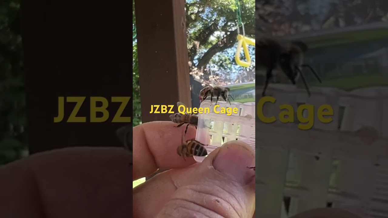 Queen bee from a colony in a play set in Jefferson, Louisiana #savethebees 🐝👊🏽🐝