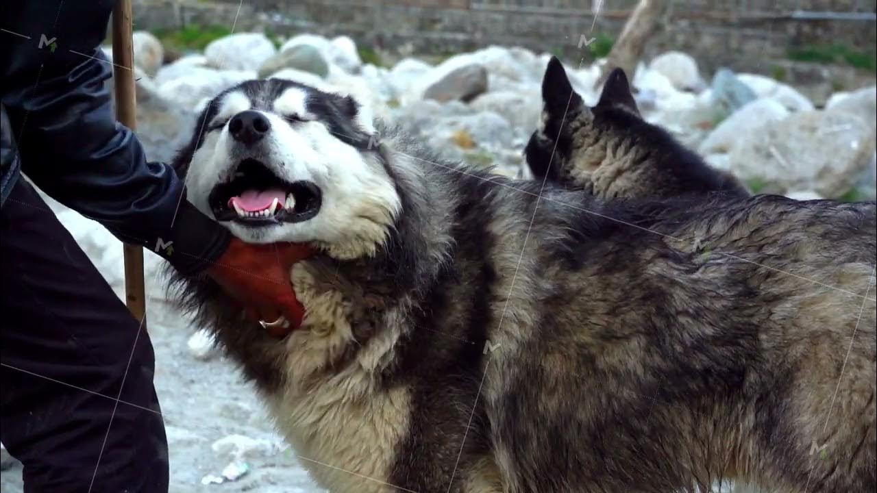 Man Scratching And Petting A Cute Husky On The Chin. Husky Enjoys Being