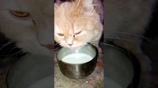 dudu piyenge ham to dudu piyenge 🍼🍼🍼.   #cat