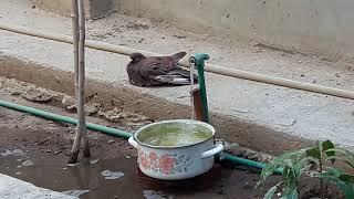 طائر الحمام في الحديقة المنزلية .. ومعلومات عن عاداته وكيفية رعايته
