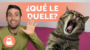 ¿Qué les duele a los gatos?