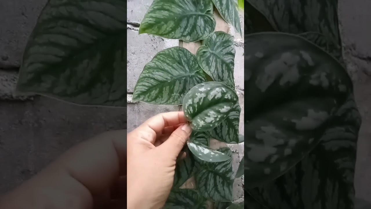 scindapsus vs monstera dubia #momstera #dubia #scindapsus - YouTube
