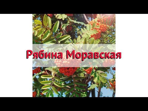 Рябина обыкновенная Моравская 🌿 Обзор: посадка и уход. крупномеры рябины: описание и особенности
