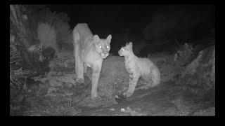 Bobcat mountain lion size comparison (split screen)