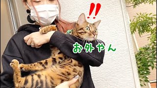 【大移動】車に猫6匹積んで実家帰省します！