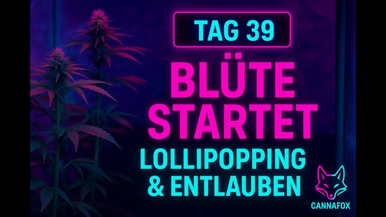 Blüte startet! Entlauben & Lollipoppen