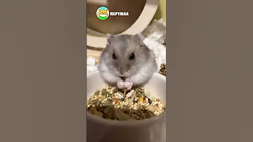 Видео с хомяками🐹 Кого выбрать джунгарского или сирийского хомяка? #яХрумка #хомяк #хомяки