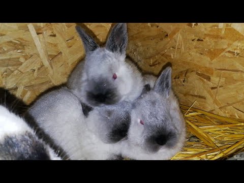 ახალი საქმიანობა და საამაყო თაობა