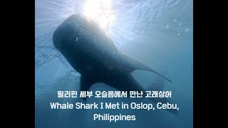 필리핀 세부 오슬롭에서 만난 고래상어  (Whale Shark I Met in Oslop, Cebu, Philippines) with 인스타360 acepro