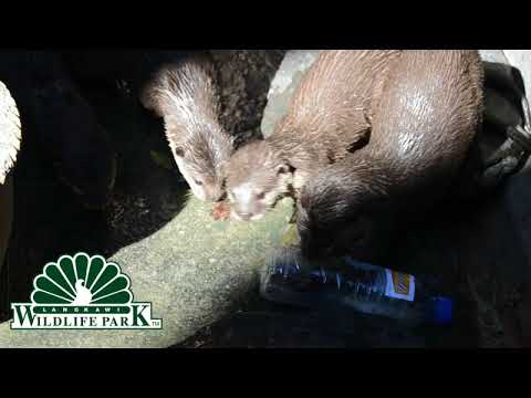 wildlife konusu Enrichment Otter: Deepavali Feast