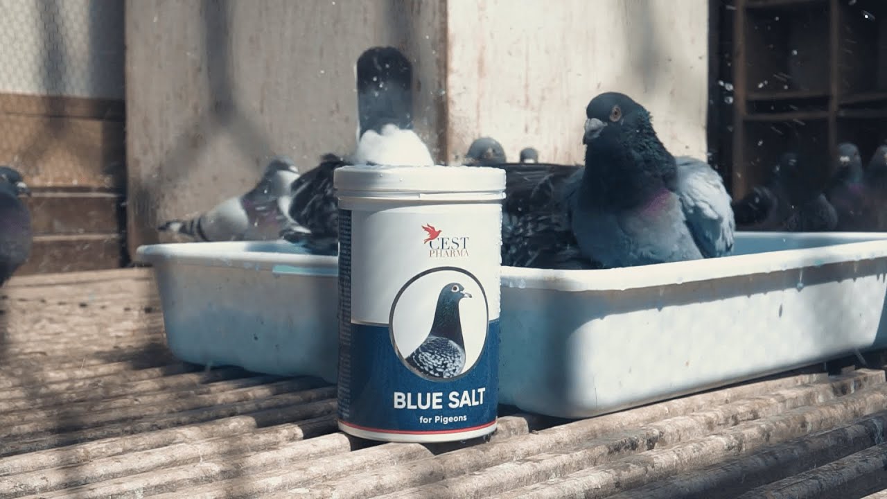 Blue Salt bath salt for racing pigeons Cest Pharma YouTube