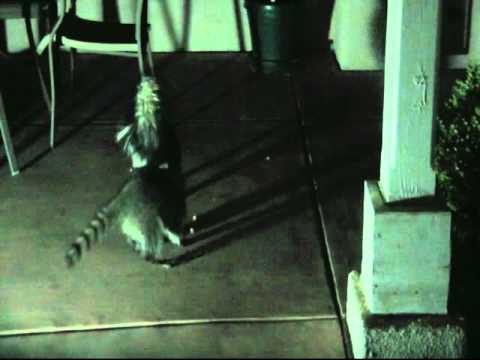 Skunk tries to scare raccoon