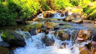 Forest Sounds, Birds chirping, River Sounds for Relaxation and Sleeping