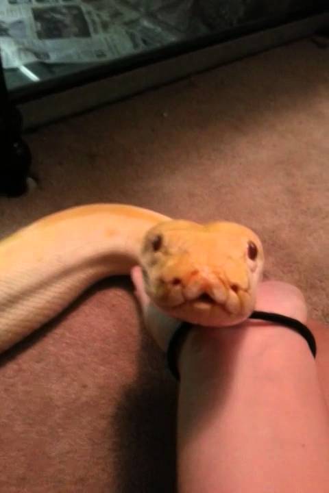 lizard skin grips Affectionate Burmese Python 2
