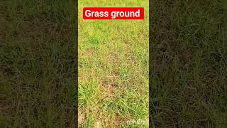 grass ground. #nature #natural #beauty #beautiful #green #grass#ground #new #shorts
