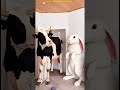 Marvelous Dancing Polish Cow funny rabbit cow dance Cow Song bunny farm strawberry asmr funny video