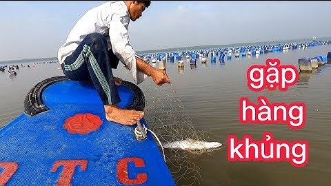 hai cha con đi thăm lưới cá chẽm gặp cá chẽm khủng (lê nghĩa cần giờ)