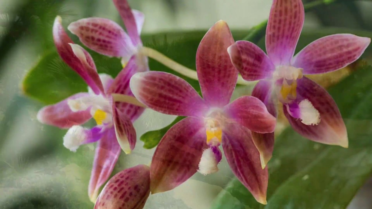 Pflanzen verstehen statt nur pflegen: Dafür steht Tropicalgreen