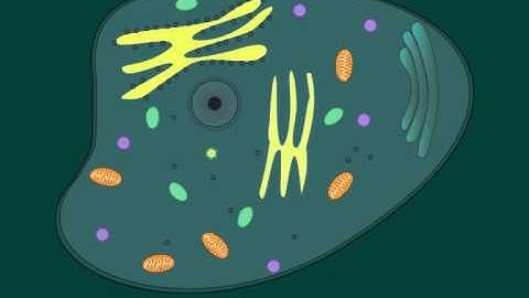 Made with Explain Everything demo