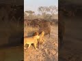 Lion Slaps the Buffalo #movie #otaku #anime #reels #film #tiktokviral #studioghibli #trending