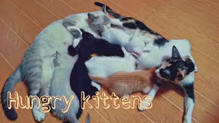 Mommy Cats and The Hungry Kittens by Rhambouy 1,975 views 3 years ago 2 minutes, 55 seconds