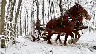 SAWING A HUGE PINE /LOGGING AFTER A STORM #619