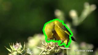 Fast video segmentation example output.