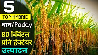 Top 5 Hybrid Paddy Seeds | dhaan ki Variety