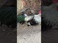 “Don’t touch me! I am shy rooster.” #rooster #roosterfarm #shorts