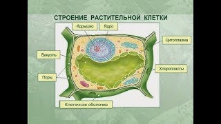 Клетка и ткани растений Клетка и ткани растений