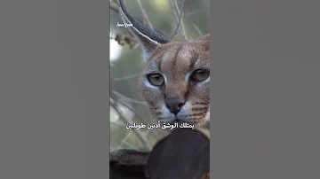 القط المصري الذي هاجم جنودا إسرائيليين على الحدود 