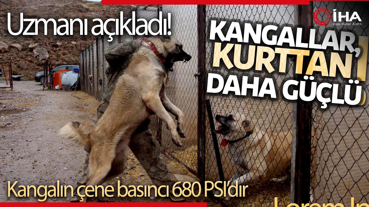 Uzmanı 'Kangal Mı Kurt Mu' Tartışmasına Son Noktayı Koydu