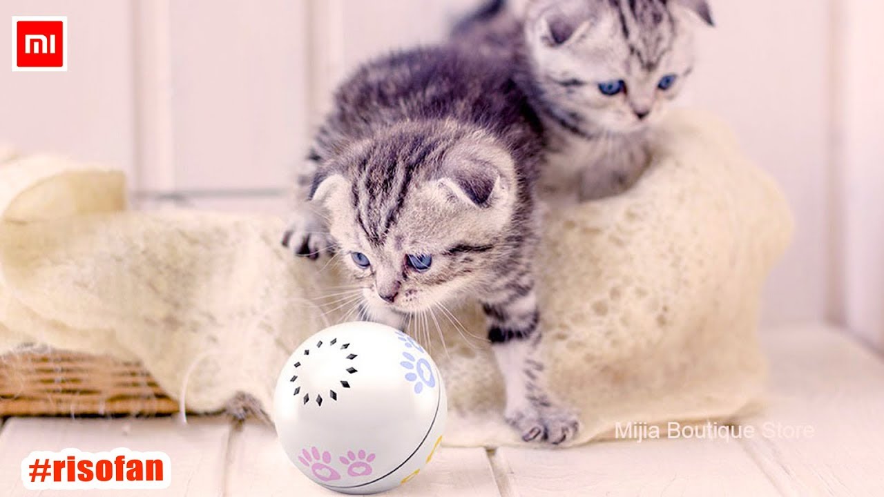 Xiaomi Petoneer Pet smart companion ball Cat Toy.
