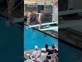 2023 usa diving nationals 1415 girls 1m springboard diving semifinal dive 2 401b