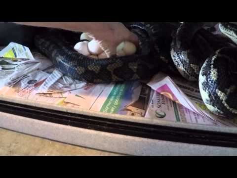 39 carpet python eggs laid on the 27 11 14
