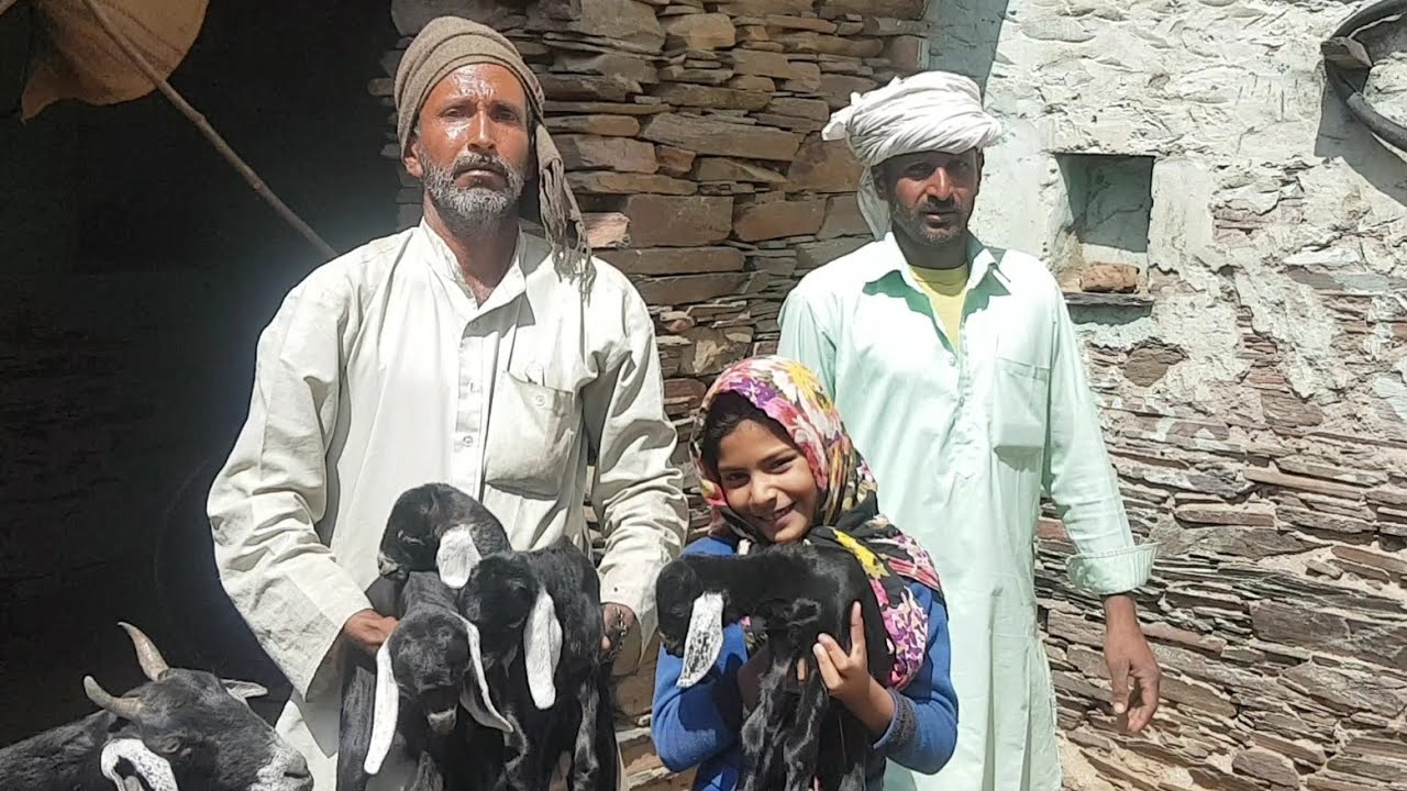 Bakri Ke Dhood Se Chalta Hai Business | Indian Goat Farmer Documentary.