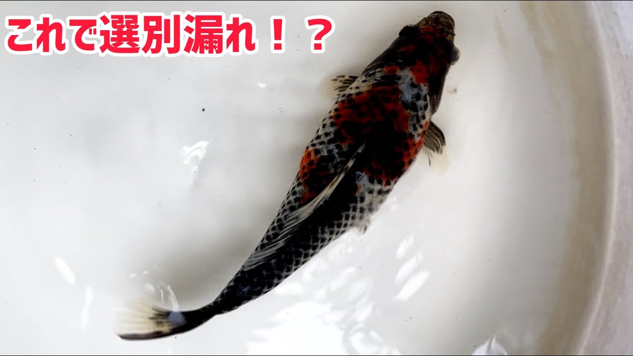 金魚　銀鱗墨和金 銀鱗墨和金 選別済稚魚 20匹 B 【公式通販】
