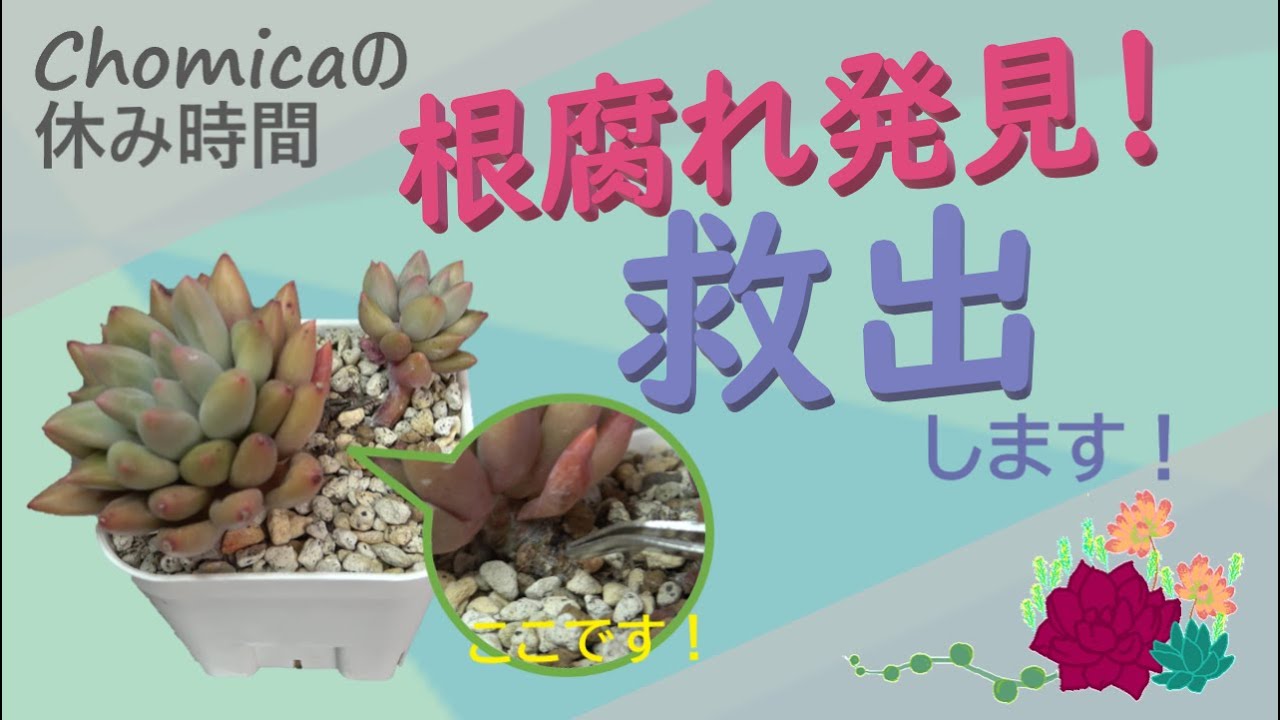 【多肉植物】根腐れした苗の対処法！