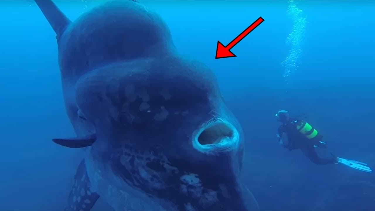 DESCOBERTO O MAIOR PEIXE DE ÁGUA DOCE DO MUNDO
